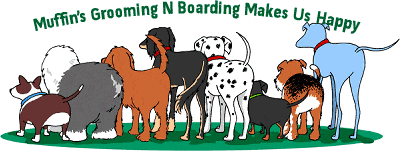 dog groomer